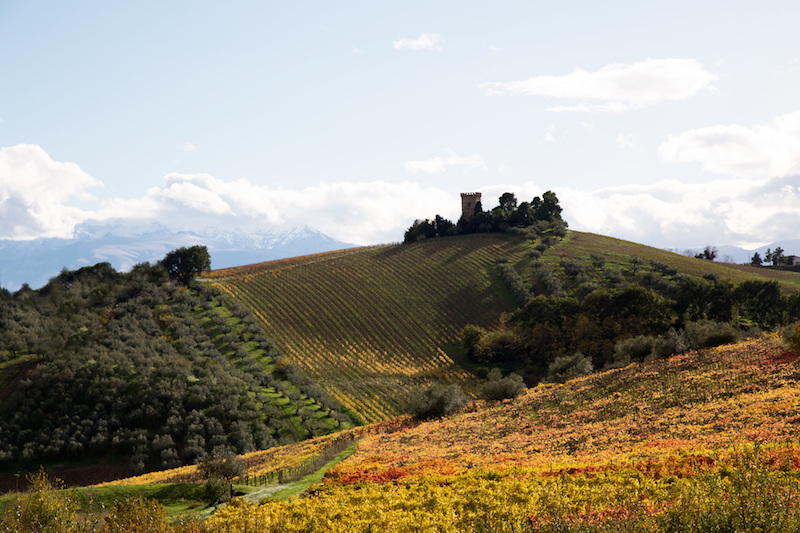 La Torre svetta sui vigneti di Tenuta Pescarina